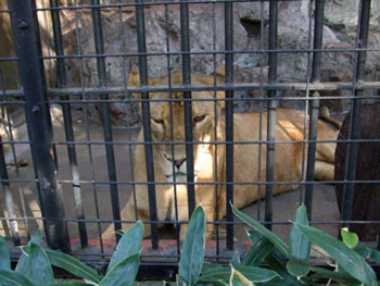 野毛山動物園の雌ライオン、シンクさん